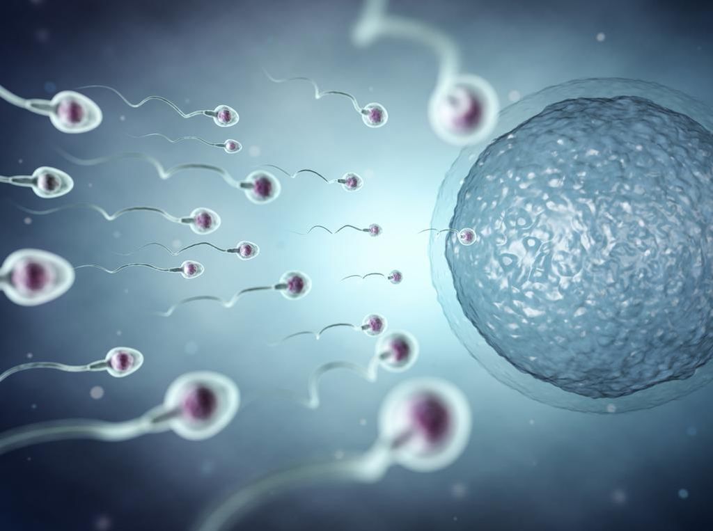 Fakta di Balik Lahirnya Manusia, Betulkah dari Sperma Terkuat? Ini Penjelasannya
